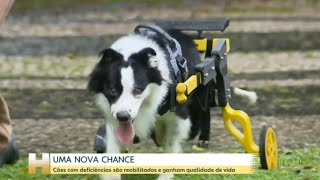 Reportagem Jornal Hoje (TV GLOBO) - Projeto Cão de Rodinhas - 22/04/2022