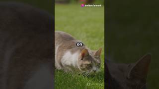 The Adventures of Whiskers: A Cat's Tale😸❤️#cat #cute #ai #catlover #catvideos #cutecat