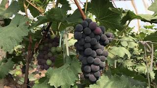 Grow: China, Mudanjiang, grapes in greenhouses