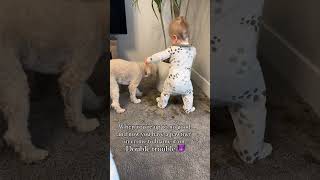 Double trouble 😈 #funnydogvideo #dogsandbabies  #dogvideo