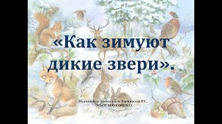 «Как зимуют дикие звери»