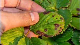 8 Most Common Strawberry Foliar Diseases: How To Identify, Prevent & Treat🍓