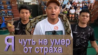 помотреть страху в глаза, змеиное шоу в Паттайе