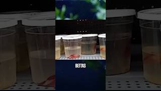 Betta Fish Care Tips for Beginners