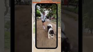 Saturday Walking with Zorro the Malamute 09.06.24 #malamute #malamutepuppy #doglovers #sanurbeach