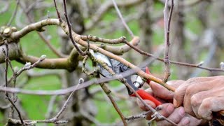 How to prune apple trees