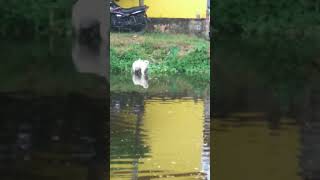 Video of a street dog on the pond...how funny.