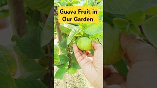 Guava Fruit in Your Home Garden 🌳🍈 | Tips for Growing & Harvesting #HomeGarden #GuavaPlant #shorts