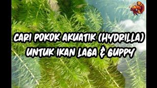 Cari Tumbuhan Akuatik untuk Ikan Laga & Guppy | Hydrilla