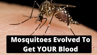 Mosquitoes Evolved For Your Human Blood