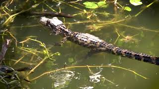 Virtual Visits: Sawgrass Lake Park