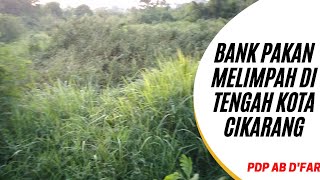 Rumput Melimpah Di Tengah Kota Jababeka Cikarang