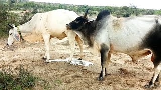 Beautiful animal 4k videos |Bull and Cow|