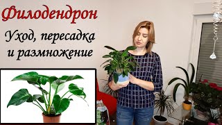 Тайны ухода и размножения Филодендрона / Secrets of Philodendron Care and Propagation