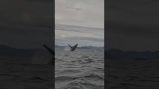 What an unreal experience! #whale #humpbackwhale #britishcolumbia