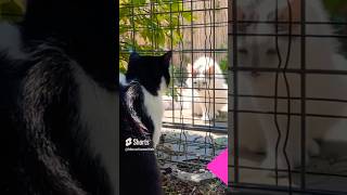 Katzenzoff mit dem Nachbarskater😹lustige Katzenvideos 😻 #shorts #cats