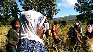 adat istiadat Panen Padi di Pantar dengan pantun atau lagu yang yang dinyanyikan dalam kebun