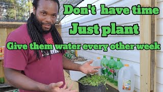 You too busy to do backyard garden this is the way how to do it (NO BACKYARD GARDEN