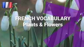 French Vocabulary - What Are Common Plants and Flowers Called in French?