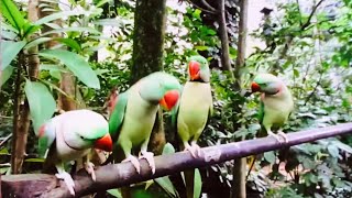 Alexandrine parakeet, embodiment of consciousness inherited over time under the halo of the Almighty