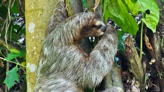 Juvenile 3 toed sloth 🦥   4K