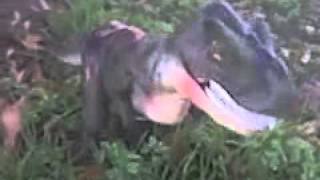 WOMEN spotted A baby  DINOSAUR IN LOUISIANA/ watch this!!!