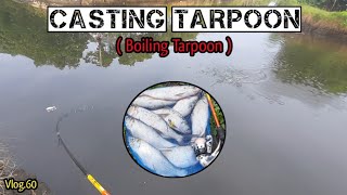 CASTING TARPOON ( Boiling Tarpoon ) Vlog.60