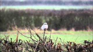 Great Grey Shrike, Deenethorpe, Northants 31/01/15