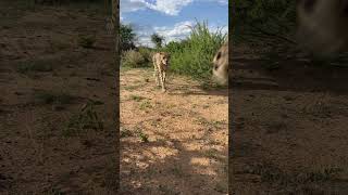 Sound up to hear the cheetah purrs. Would you let them get this close? #namibia #cheetahs #animal