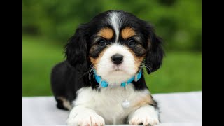 Cavachon Puppies for Sale