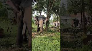 pattambi manikandan elephant #elephant #vishnumayatemple