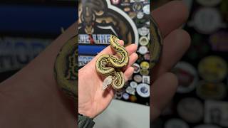 0.1 Stranger Fire Mojave Leopard Pastel Het Clown