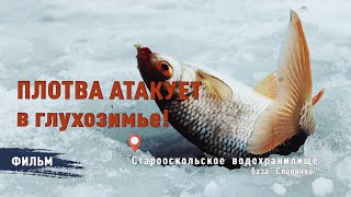 ПЛОТВА АТАКУЕТ В ГЛУХОЗИМЬЕ!