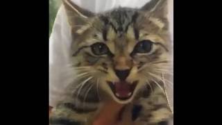 AMAZING CAT VINE COMPILATION - 2016