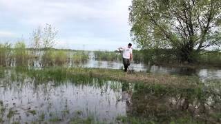 Infamous Carp Invade White Bear Lake (MN)