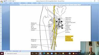 Musculo-skeletal Module ,Anatomy of Lower Limb in Arabic 22 ( Obturator  nerve ) Wahdan