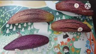 Melon pepino. Дынный огурец. Или Огуречная дыня?  Экзотический фрукт из Колумбии