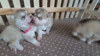 Палевые щенки хаски - исполнилось 2недели,открыли глаза /Fawn husky puppies-2 weeks old, opened eyes