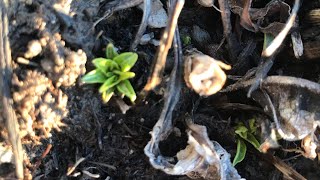 Checking perennial plants that are coming back already. & root/seed starting update.