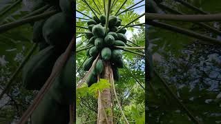 Papayas..