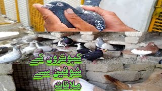 14 July 2023 Kabotiro ky shauqeen se mulaqat. pigeons lovers #nature #comedy #youtube #love