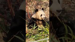 Giant Panda Edinburgh Zoo