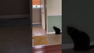 Music By Metallica Helps Black Cat Wait!