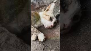 Rescue Cat: Heartwarming Journey of a Dying Cat and Her Kittens