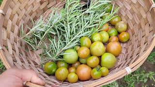 Fresh Tomatoes from our garden.🍅