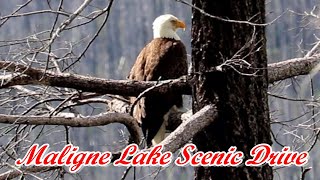 Jasper National Park Scenic Drive To Maligne Lake / Bald Eagle & Black Bear Encounter