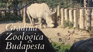 Daca iubesti animalele viziteaza Gradina Zoologica Budapesta