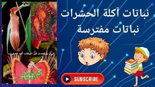 نباتات آكلة الحشرات نباتات مفترسه