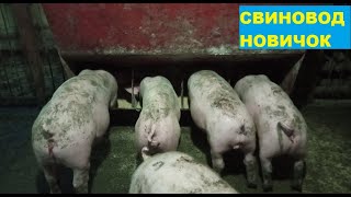 3 месяца откорма свиней. Вес поросенка. Горох для свиней.  Свиноводство.