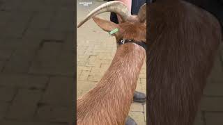 Farmyard fun at Whipsnade Zoo